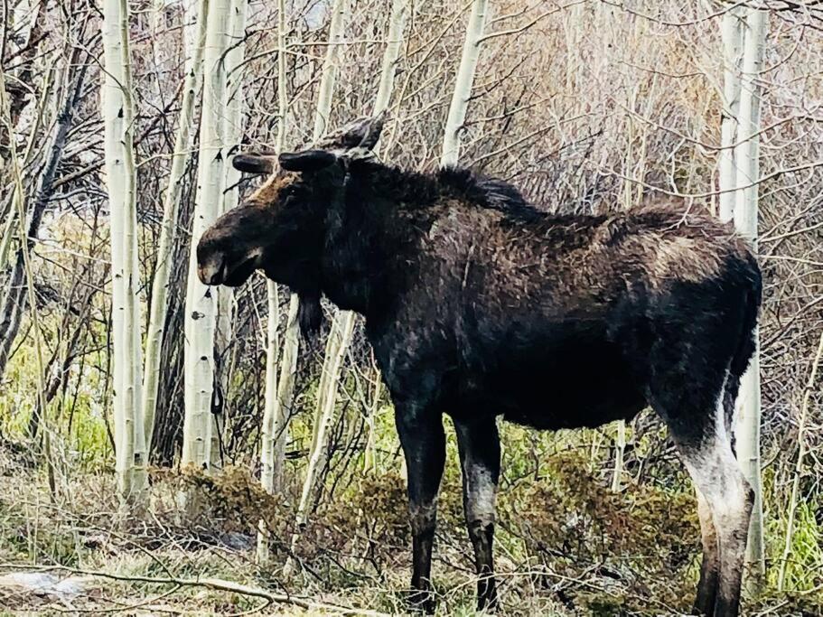 Boulder Best City And Nature With Lake And Trails Pets Ok Экстерьер фото